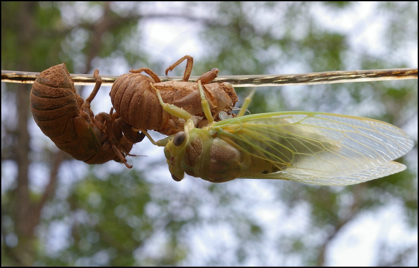 Eclosion