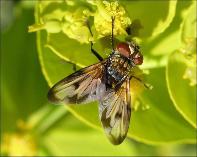 Ectophasia crassipennis 1