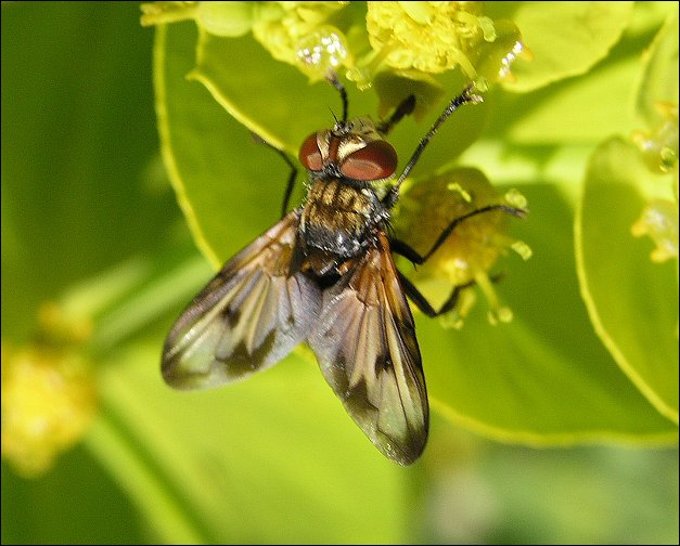 Ectophasia crassipennis 2