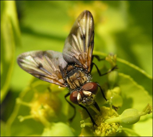 Ectophasia crassipennis 3