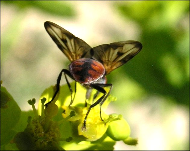 Ectophasia crassipennis 4