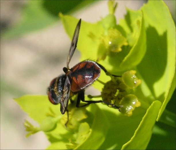 Ectophasia crassipennis 5