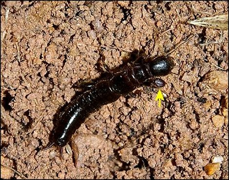 Embia ramburi