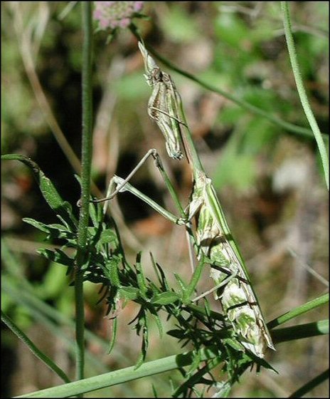Empusa pennata 1