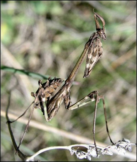 Empusa pennata 2