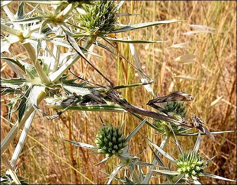 Empusa pennata 3