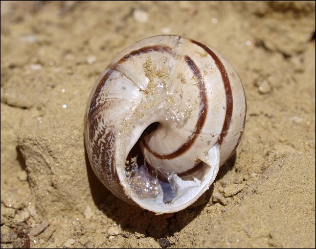 Eobania 2