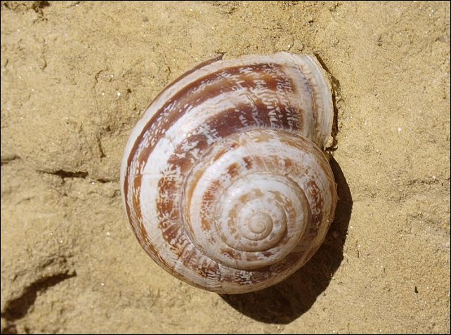 Eobania 3