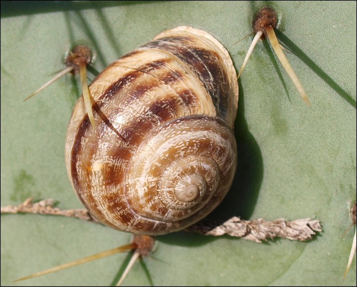 Eobania  4