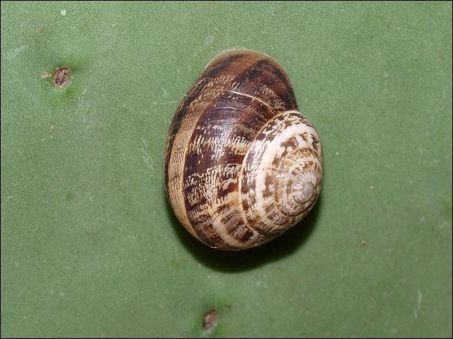 Eobania 5