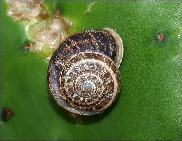 Eobania 6