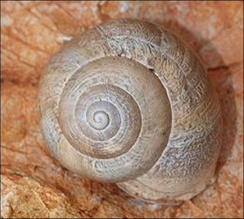 Eobania 7
