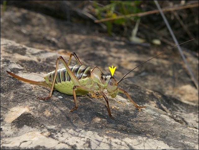 Ephippiger ephippiger 10