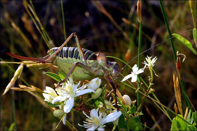 Ephippiger ephippiger 6