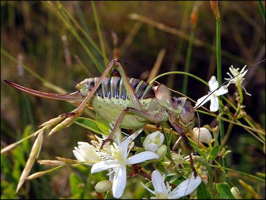 Ephippiger ephippiger 7