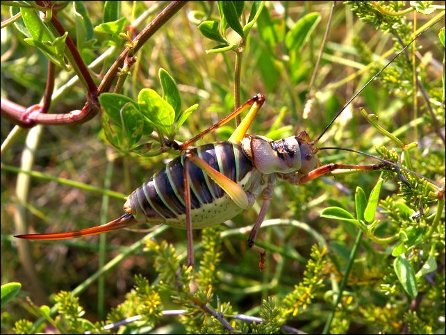 Ephippiger ephippiger 8