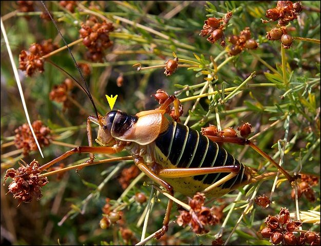 Ephippiger ephippiger 9