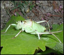 Ephippigre