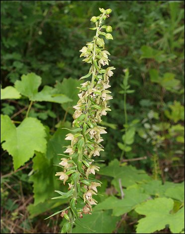 Epipactis helleborine 1