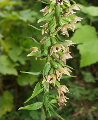 Epipactis helleborine 2