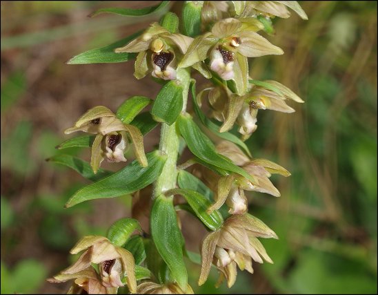 Epipactis helleborine 3