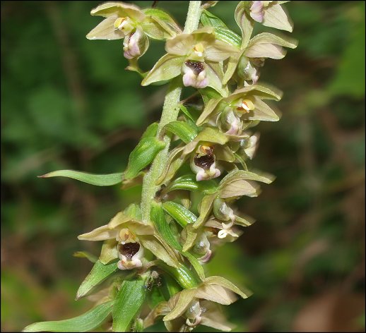 Epipactis helleborine 4