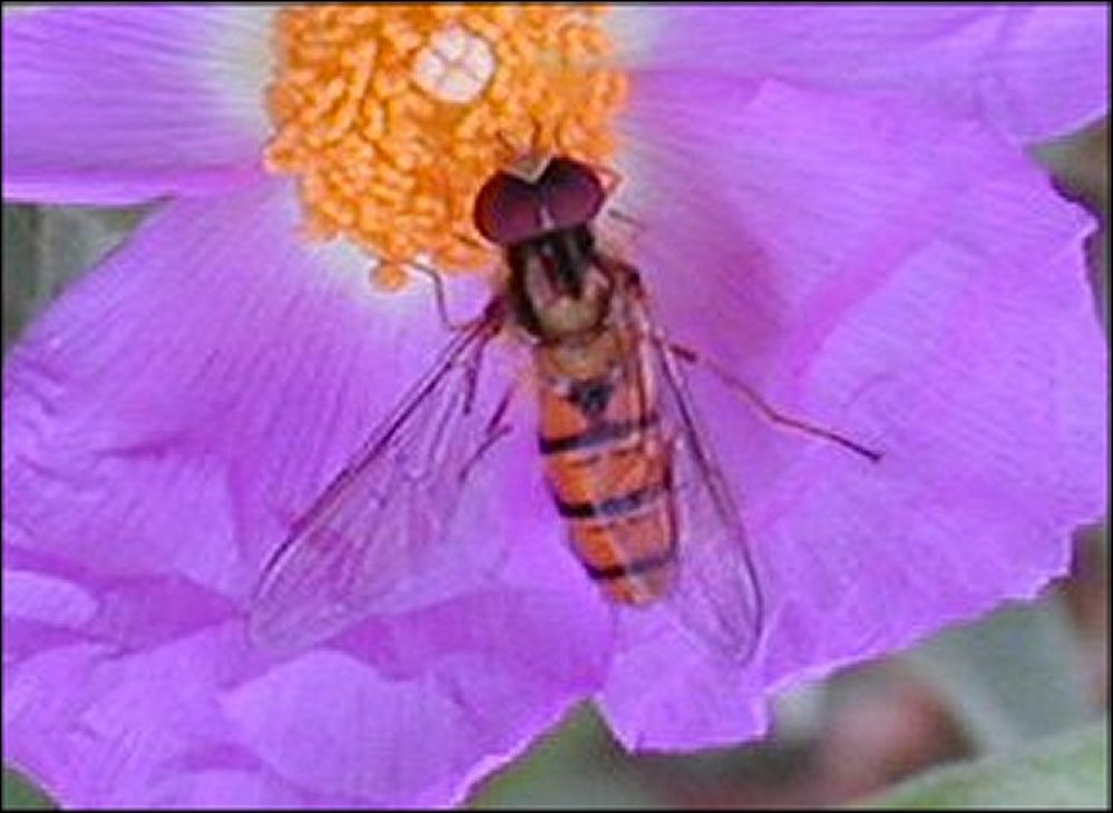 Episyrphus 1
