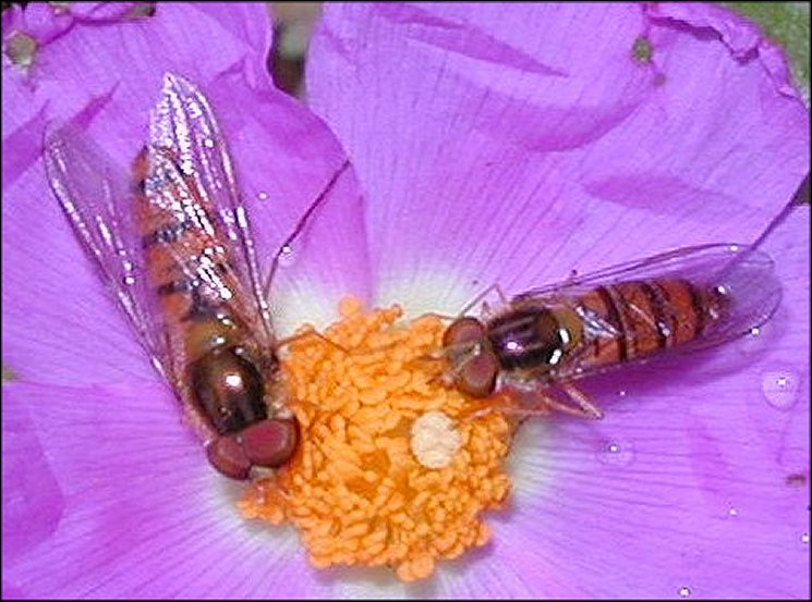 Episyrphus 2