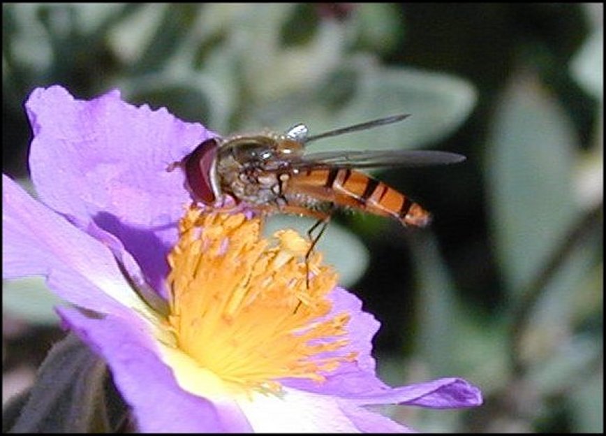 Episyrphus 3