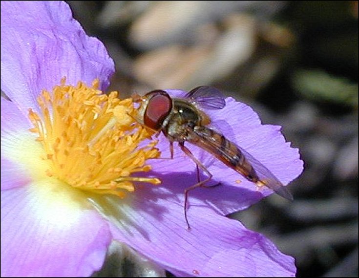 Episyrphus 4