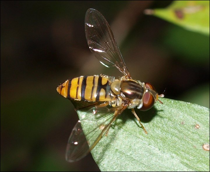 Episyrphus 5
