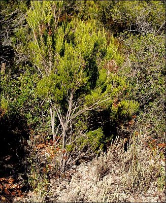 Erica arborea 1