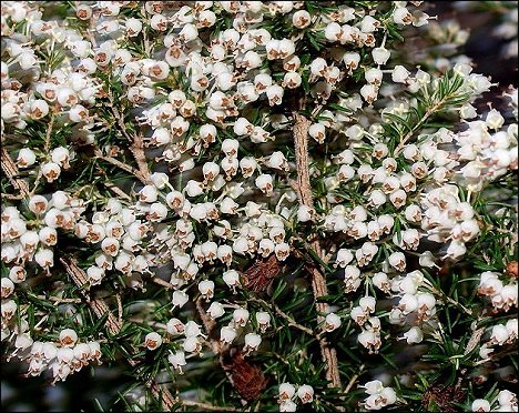 Erica arborea 10