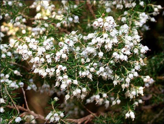 Erica arborea 11