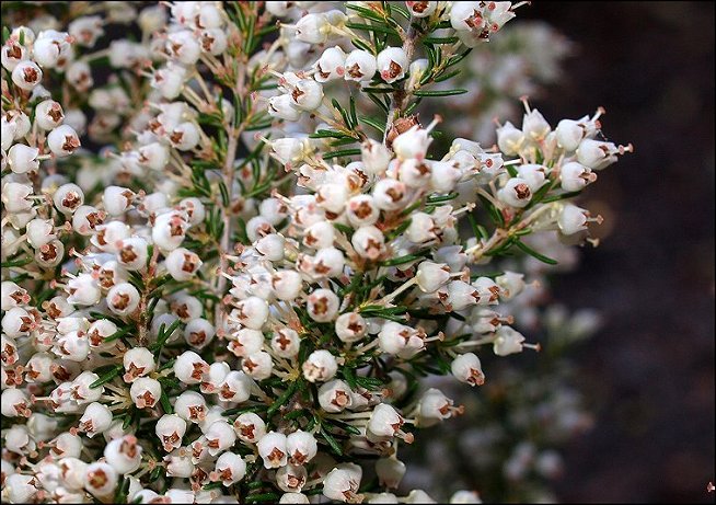 Erica arborea 12