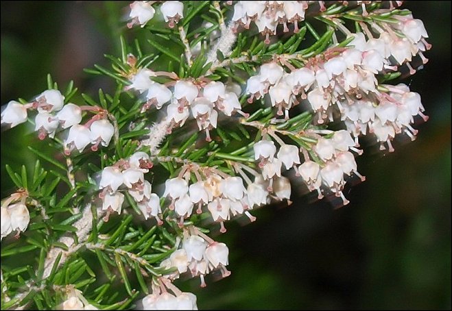 Erica arborea 13