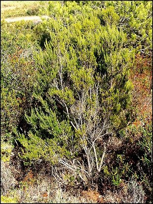 Erica arborea 2