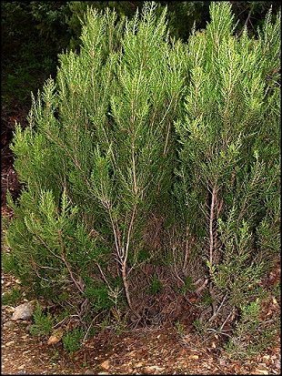 Erica arborea 3