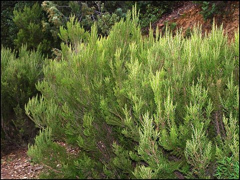 Erica arborea 4