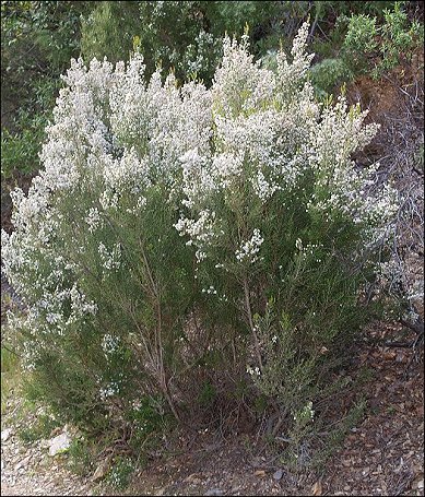 Erica arborea 5