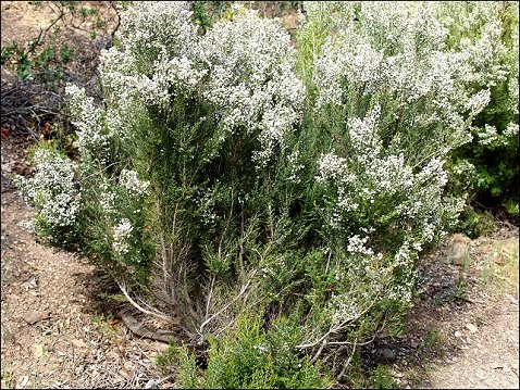 Erica arborea 6
