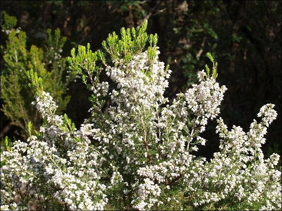 Erica arborea 7