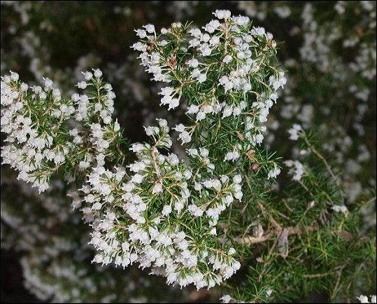 Erica arborea 8
