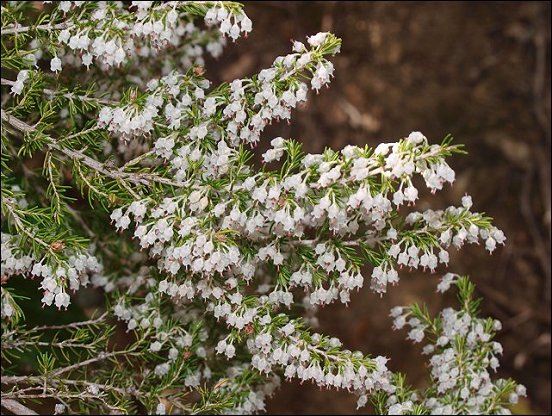 Erica arborea 9