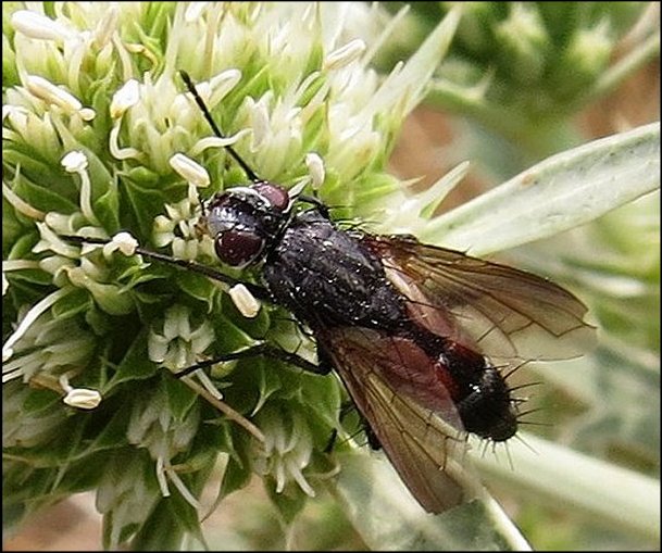 Eriothrix rufomaculatus 1