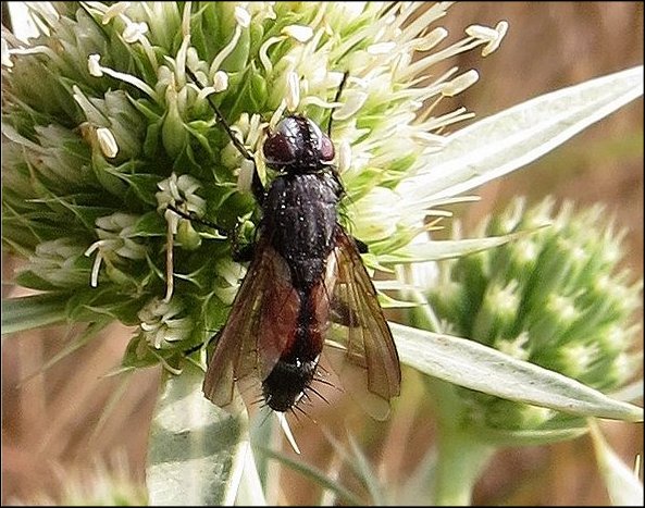 Eriothrix rufomaculatus 2