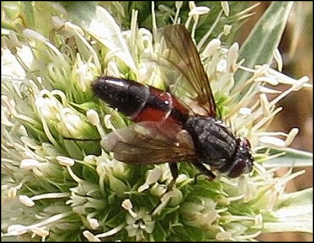 Eriothrix rufomaculatus 3