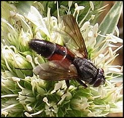 Eriothrix