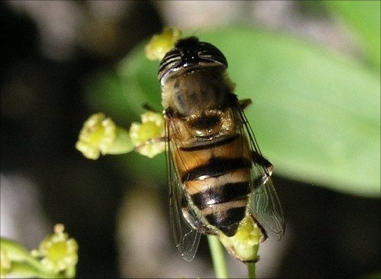 Eristalinus taeniops 1