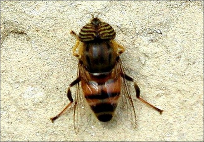 Eristalinus taeniops 2